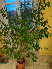 pianta da appartamento Ficus Benjamin