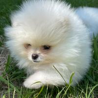 Volpino di Pomerania