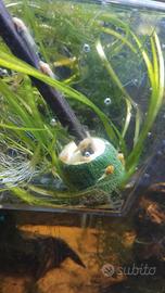 Coppia ancistrus albini
