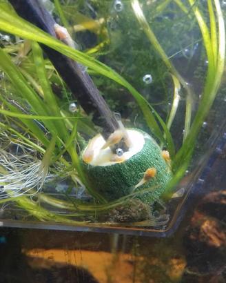 Coppia ancistrus albini