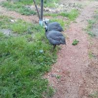 Gallina faraone maschio giovane