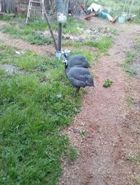 Gallina faraone maschio giovane