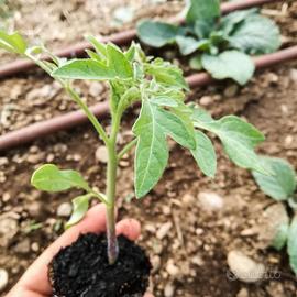 Pinantine di Ortaggi Orto Completo + 100 varietà