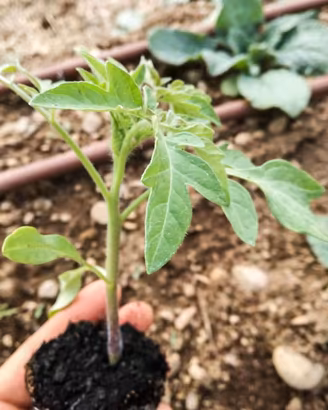 Pinantine di Ortaggi Orto Completo + 100 varietà