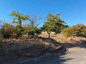 Terreno 1100 mq con pozzo e alberi da frutto