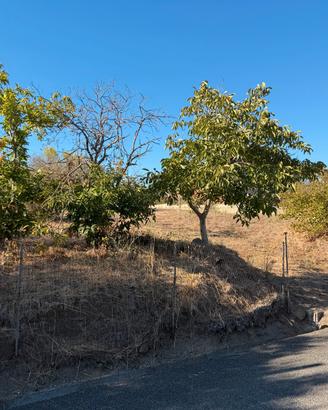 Terreno 1100 mq con pozzo e alberi da frutto