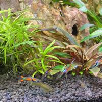 Endler , Ancistrus Gold Pine a velo