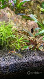 Endler , Ancistrus Gold Pine a velo