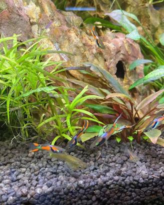 Endler , Ancistrus Gold Pine a velo