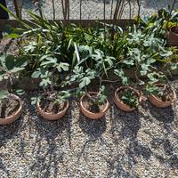 Ficus Carica - Lattarula - bonsai 1996