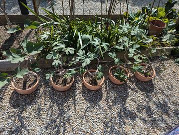 Ficus Carica - Lattarula - bonsai 1996