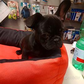 BULLDOG francese femmina tre mesi