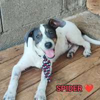 Salva un invisibile "spider"