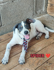 Salva un invisibile "spider"