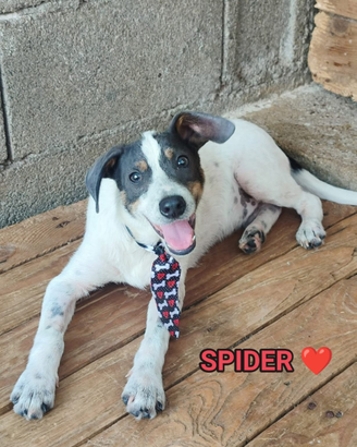 Salva un invisibile "spider"