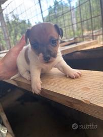 Cuccioli jack russel