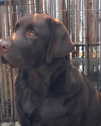 Cucciolo Labrador retriever Chocolate pedigree