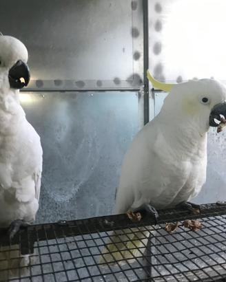 Cacatua galerita galerita