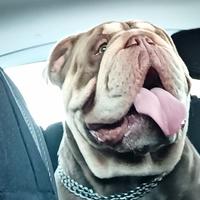 Bulldog inglese Esotico per monta (pedigree Enci)