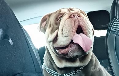 Bulldog inglese Esotico per monta (pedigree Enci)