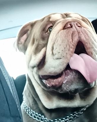 Bulldog inglese Esotico per monta (pedigree Enci)