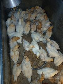 Pollastre di gallina ovaiola