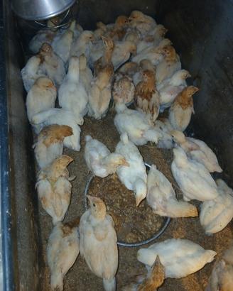 Pollastre di gallina ovaiola
