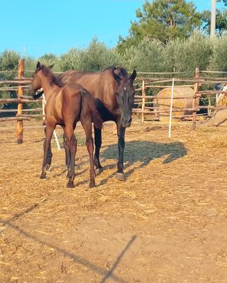 Cavalla maremmana Aman con puledro