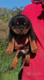 Rottweiler cuccioli