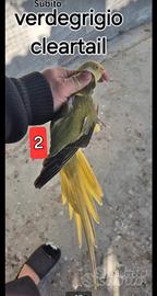 parrocchetto dal collare cleartail 