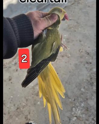 parrocchetto dal collare cleartail 