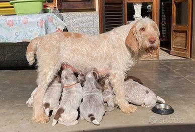 Cuccioli spinone italiano