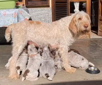 Cuccioli spinone italiano