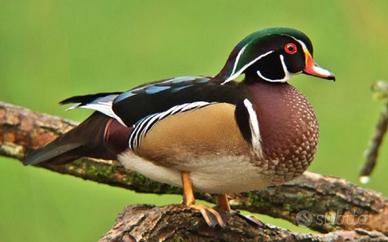 Anatre Carolina mandarino