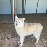 Cuccioloni siberian husky con pedigree