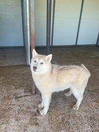 Cuccioloni siberian husky con pedigree