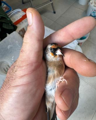 Cardellina