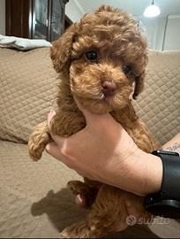 Barboncino toy con pedigree Enci