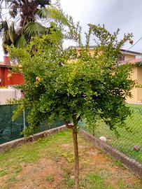 Albero di melograno