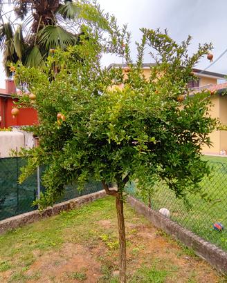 Albero di melograno