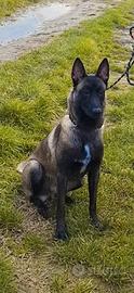 Malinois charbone belga
