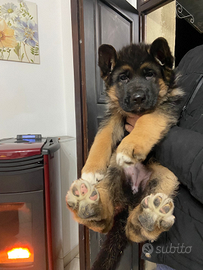 Cucciola pastore tedesco