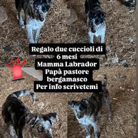 Cani cuccioli 6 mesi aspettano casa