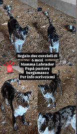Cani cuccioli 6 mesi aspettano casa