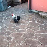 Gallo cocincina perniciata argento maglie nere