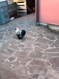 Gallo cocincina perniciata argento maglie nere