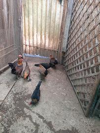Galline americanelle