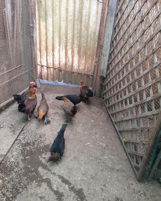 Galline americanelle