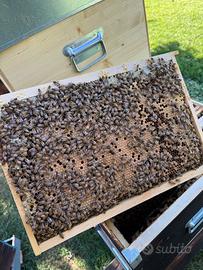 Telaini di Covata con Api Razza Ligustica