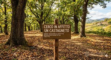 Castagneto Marroneta da frutto
